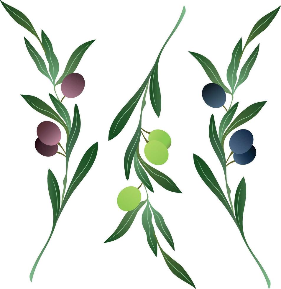 ensemble de différents Olives branche sur blanc Contexte. vecteur. vecteur