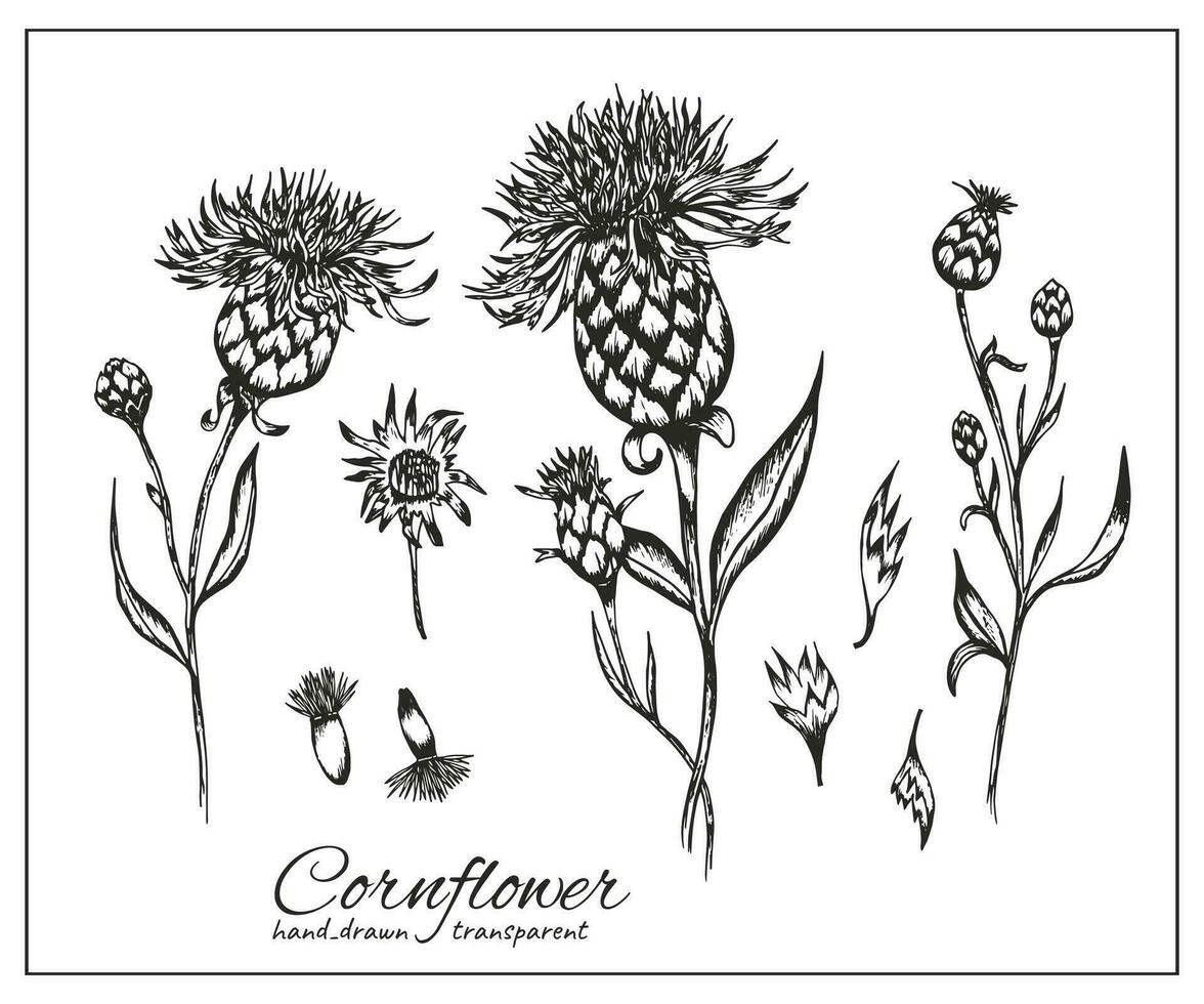 décoratif bleuet. centaurée main tiré encre illustration isolé sur blanche. centaurée botanique noir pour conception à base de plantes thé, Naturel cosmétique, médecine, coloration livre vecteur