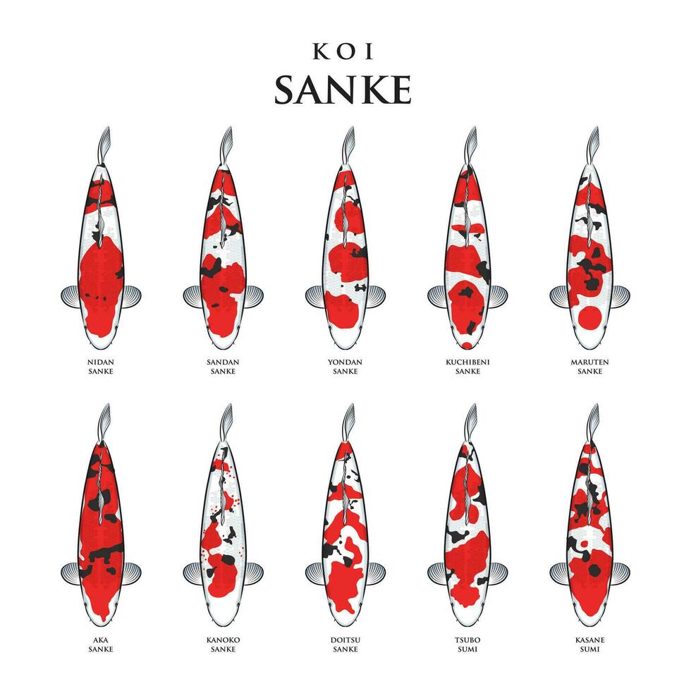 vecteur dessin koi poisson coulé