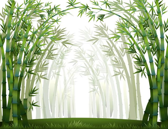 Bambou vecteur