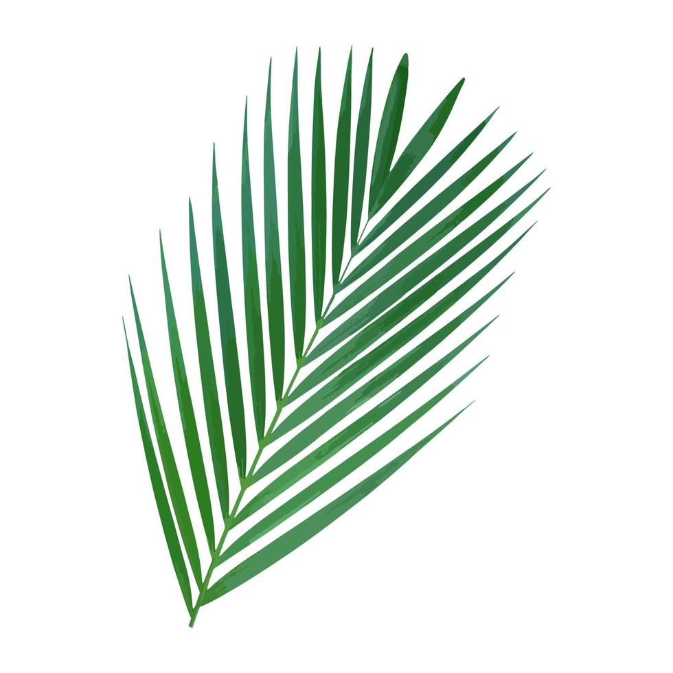 illustration vectorielle de feuille de palmier. vecteur