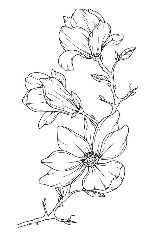 magnolia ligne dessin. noir et blanc floral bouquets. fleur coloration page. floral ligne art. bien ligne magnolia illustration. main tiré fleurs. botanique coloration. mariage invitation fleurs vecteur