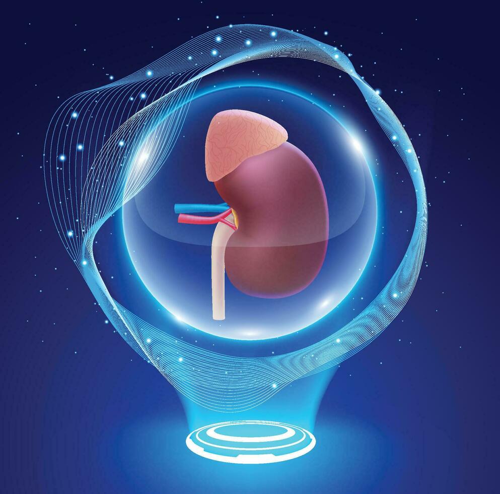 3d illustration de une Humain un rein dans une cristal Balle se sent magique dans donnant espérer à les patients attendre pour une un rein transplantation. vecteur