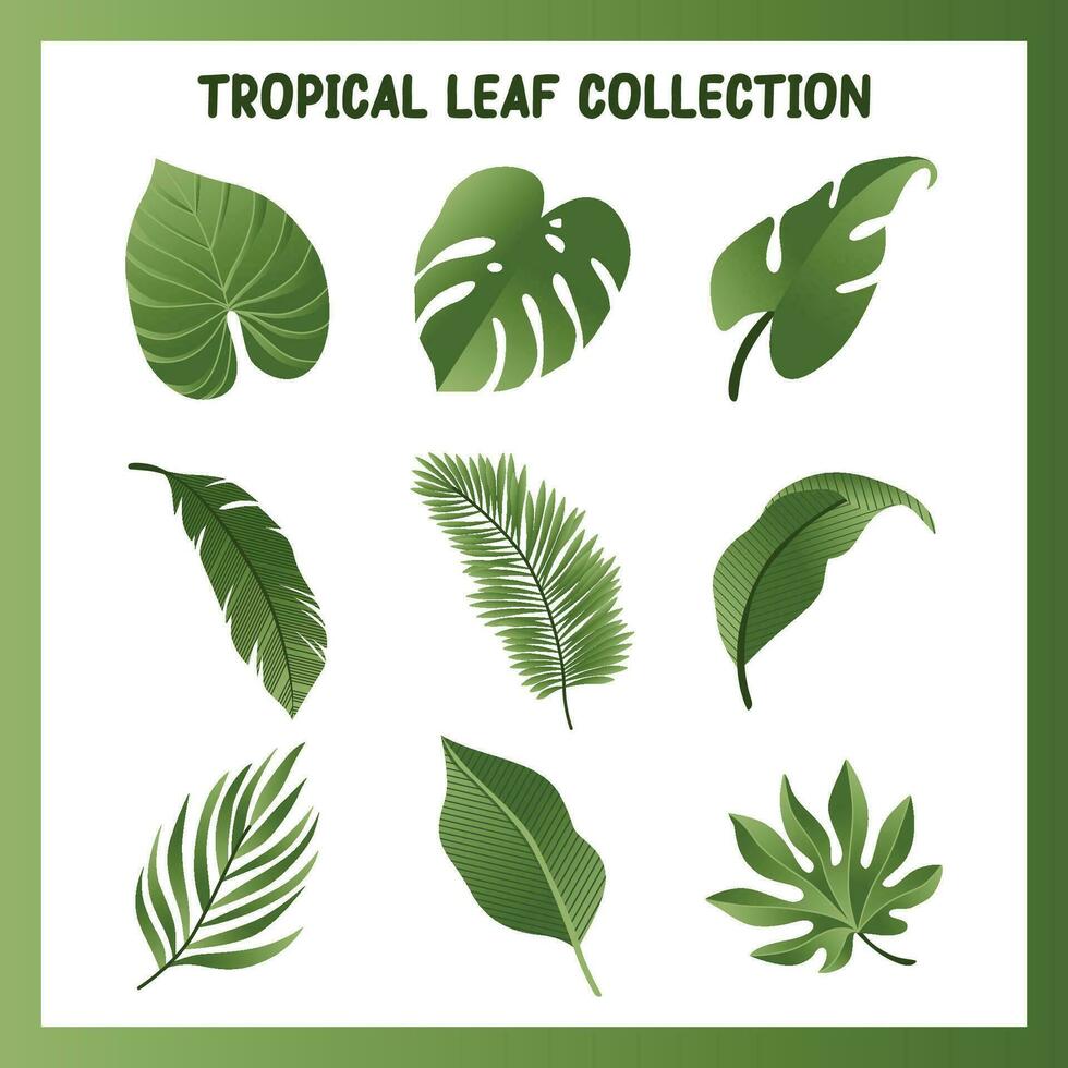 tropical feuille vecteur ensemble collection