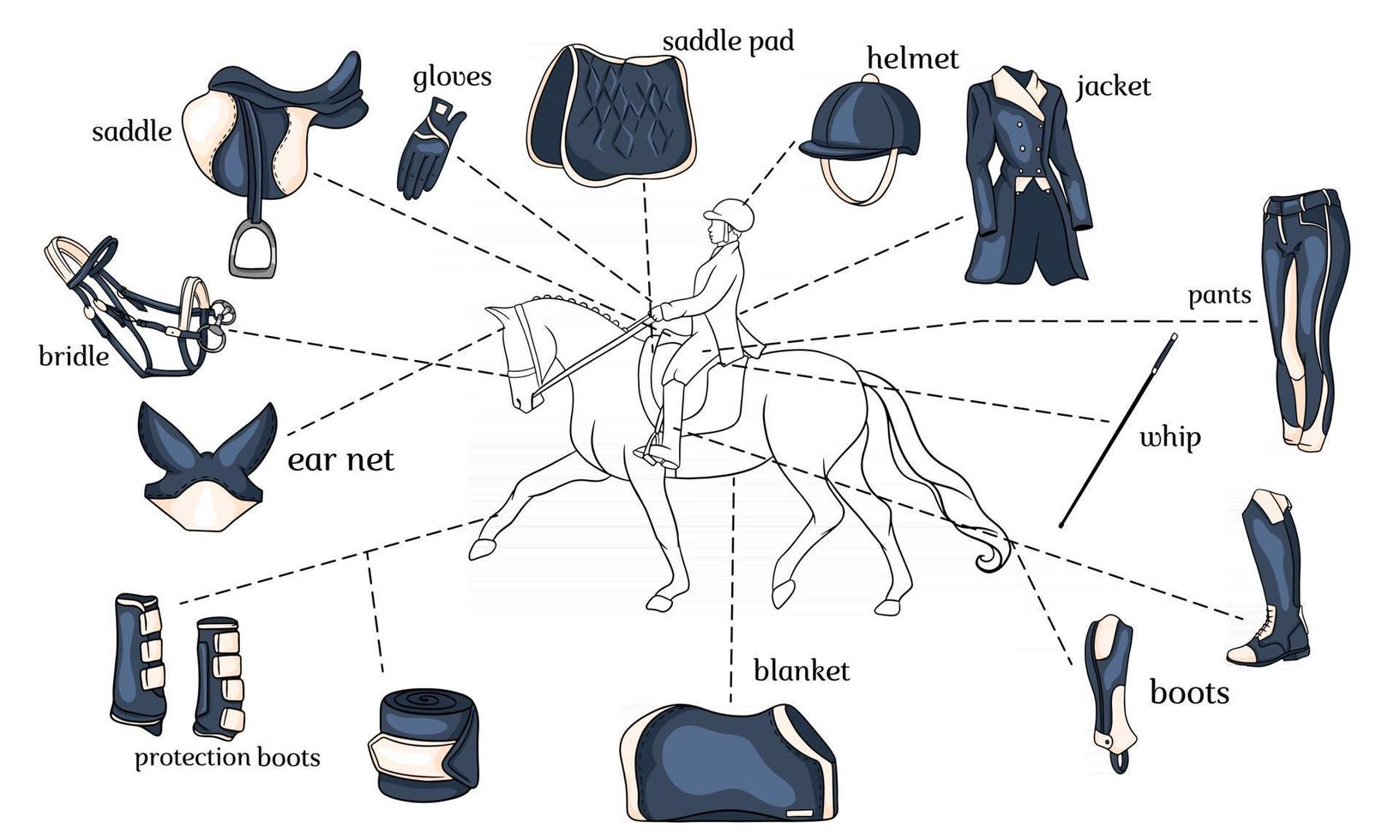 infographie de sport équestre harnais de cheval et équipement de cavalier au centre d'un cavalier sur un cheval en style cartoon vecteur