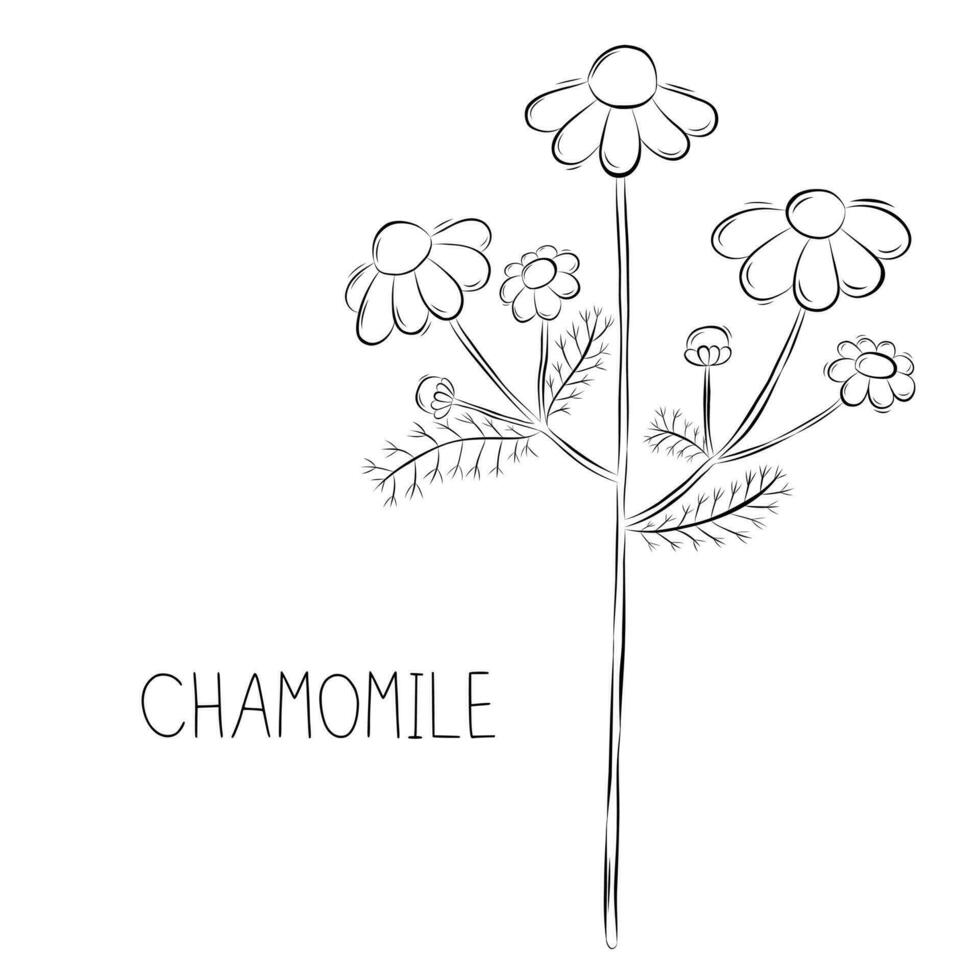 esquisser vecteur illustration de camomille fleur dans griffonnage style. botanique médicinal herbes. une branché rustique plante.