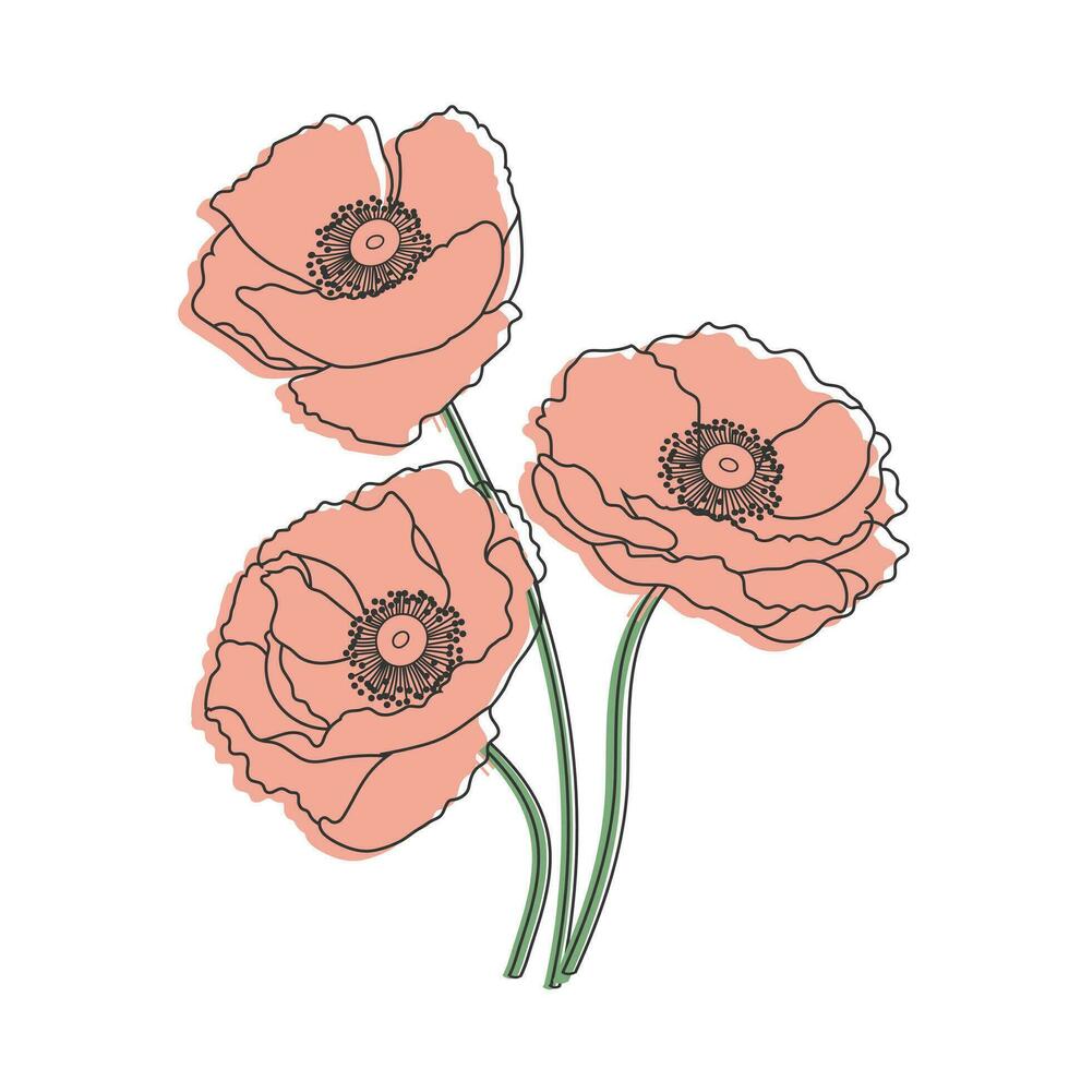 bouquet de main tiré rouge fleurs sauvages coquelicots. illustration, vecteur