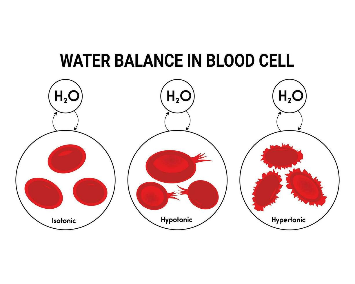 l'eau équilibre dans du sang cellule conception vecteur illustration diagramme