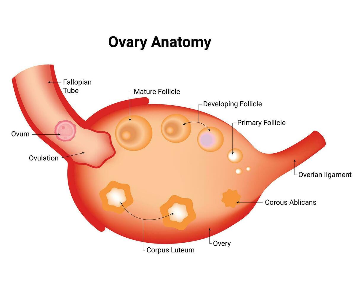 trop anatomie science conception vecteur illustration diagramme