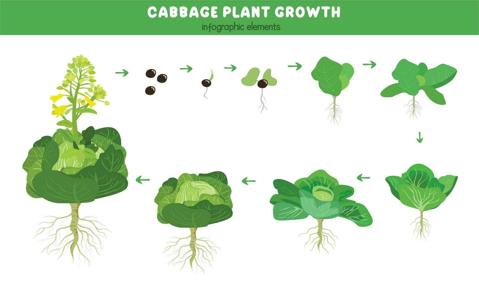 chou plante croissance étapes. vert feuilles plante. chou la vie cycle. croissance cycle vecteur. des légumes vecteur. plat vecteur dans dessin animé style isolé sur blanc Contexte.