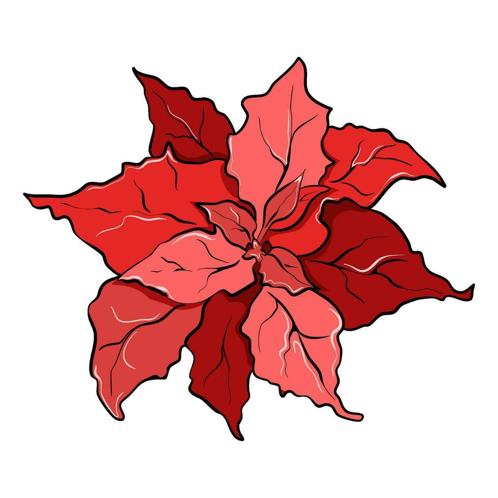 rouge poinsettia isolé sur blanc Contexte vecteur