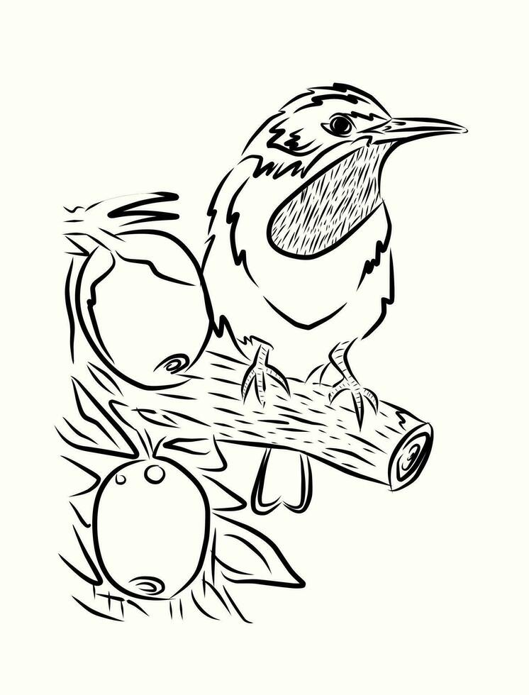 ilustration de vecteur graphique de colibri shilouete esquisser