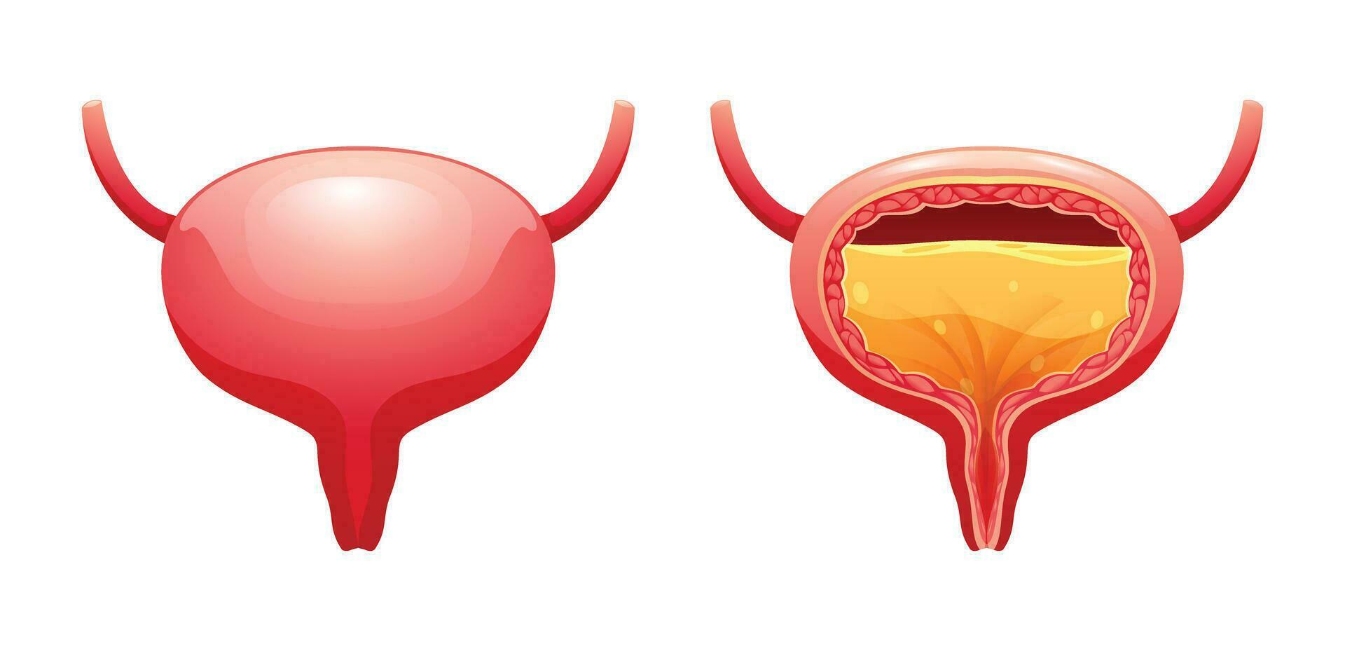 Humain vessie avec urine. anatomie de le urinaire système. vecteur illustration isolé sur blanc Contexte