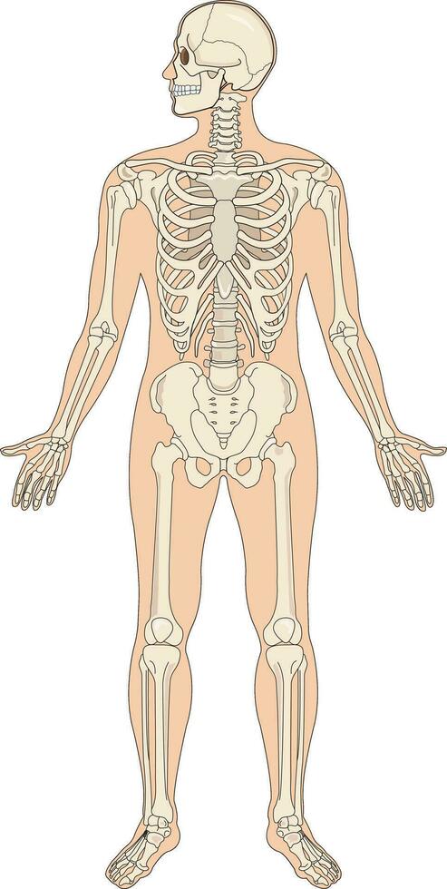 diagramme montrant squelette système vecteur