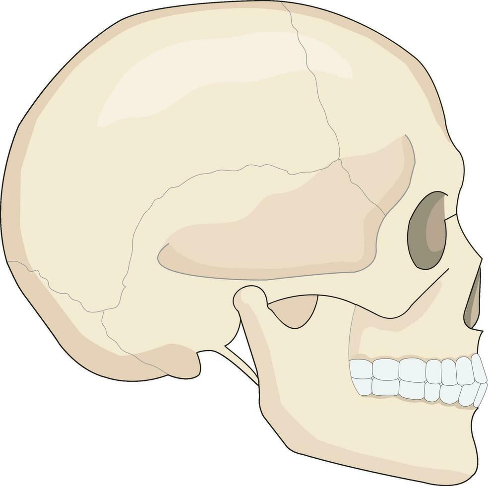 illustration de crâne humain vecteur