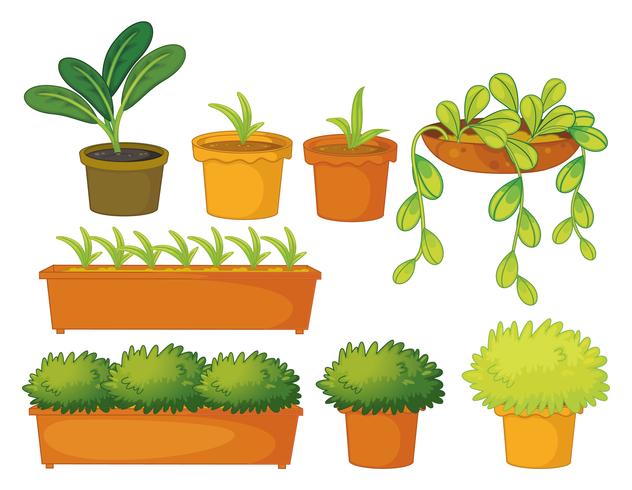 Diverses plantes et pots vecteur