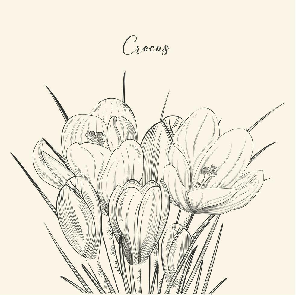 crocus sativus, contour dessin de fleurs dans rétro détaillé style. ancien contour fleur usine, épanouissement fleurs sauvages. vecteur