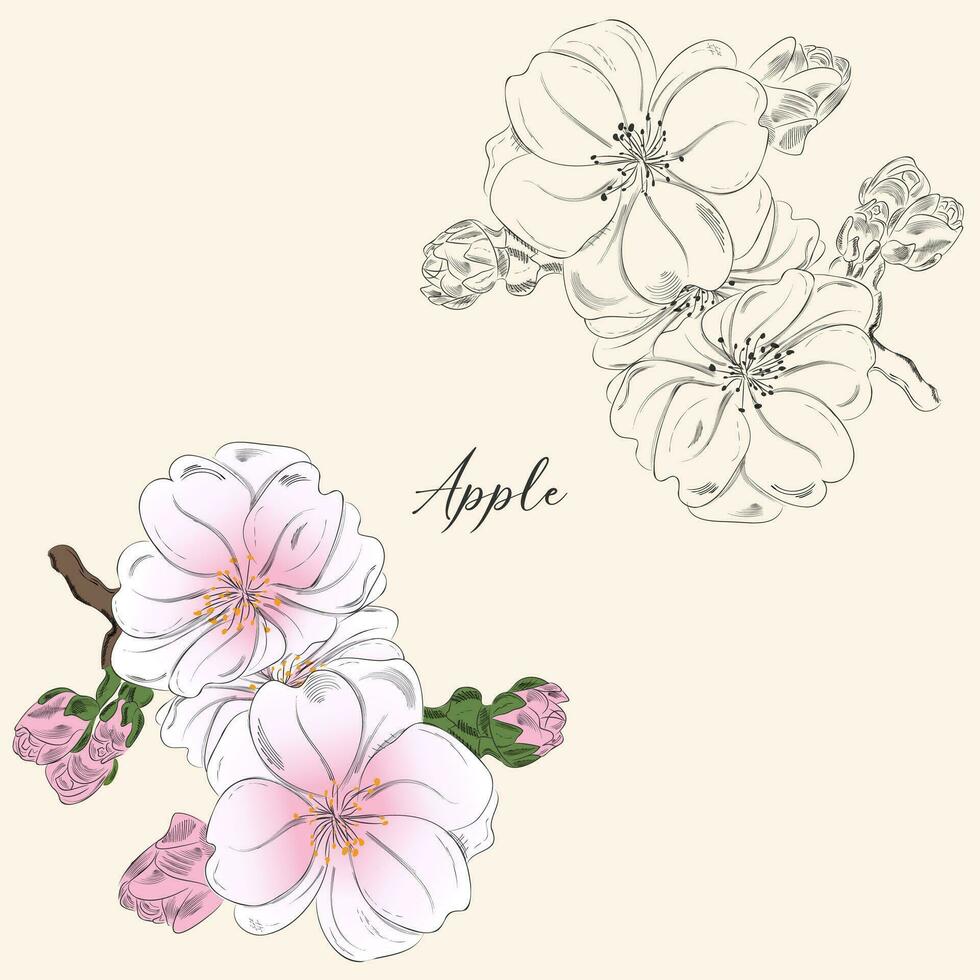 illustration de Pomme arbre branche fleurs avec fleurs et bourgeons, ancien style, dans Couleur et accident vasculaire cérébral. vecteur illustration dans printemps concept.