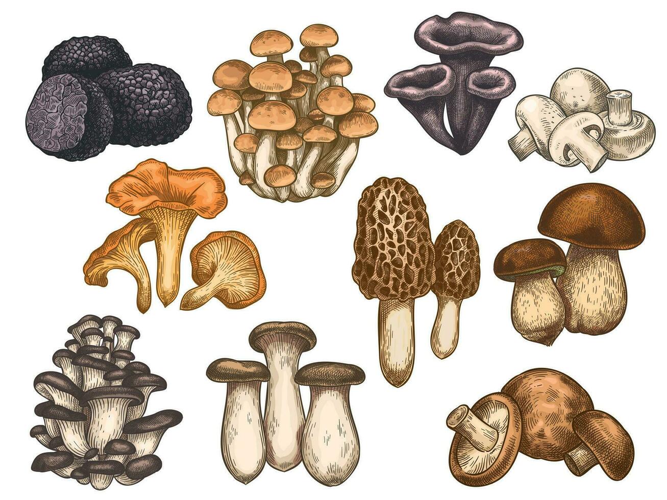 main tiré champignons. coloré esquisser divers comestible champignon truffe, champignon, noir et Roi trompette, bolet végétalien produit vecteur ensemble