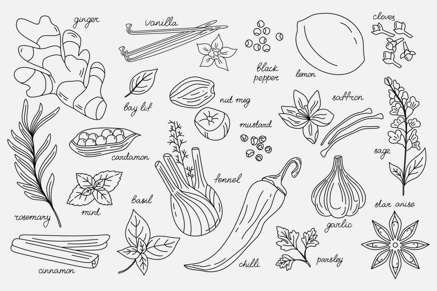 vecteur ensemble de différent épices. ligne art. nourriture illustration pour menus, emballage, motifs, impressions, et autre culinaire projets.