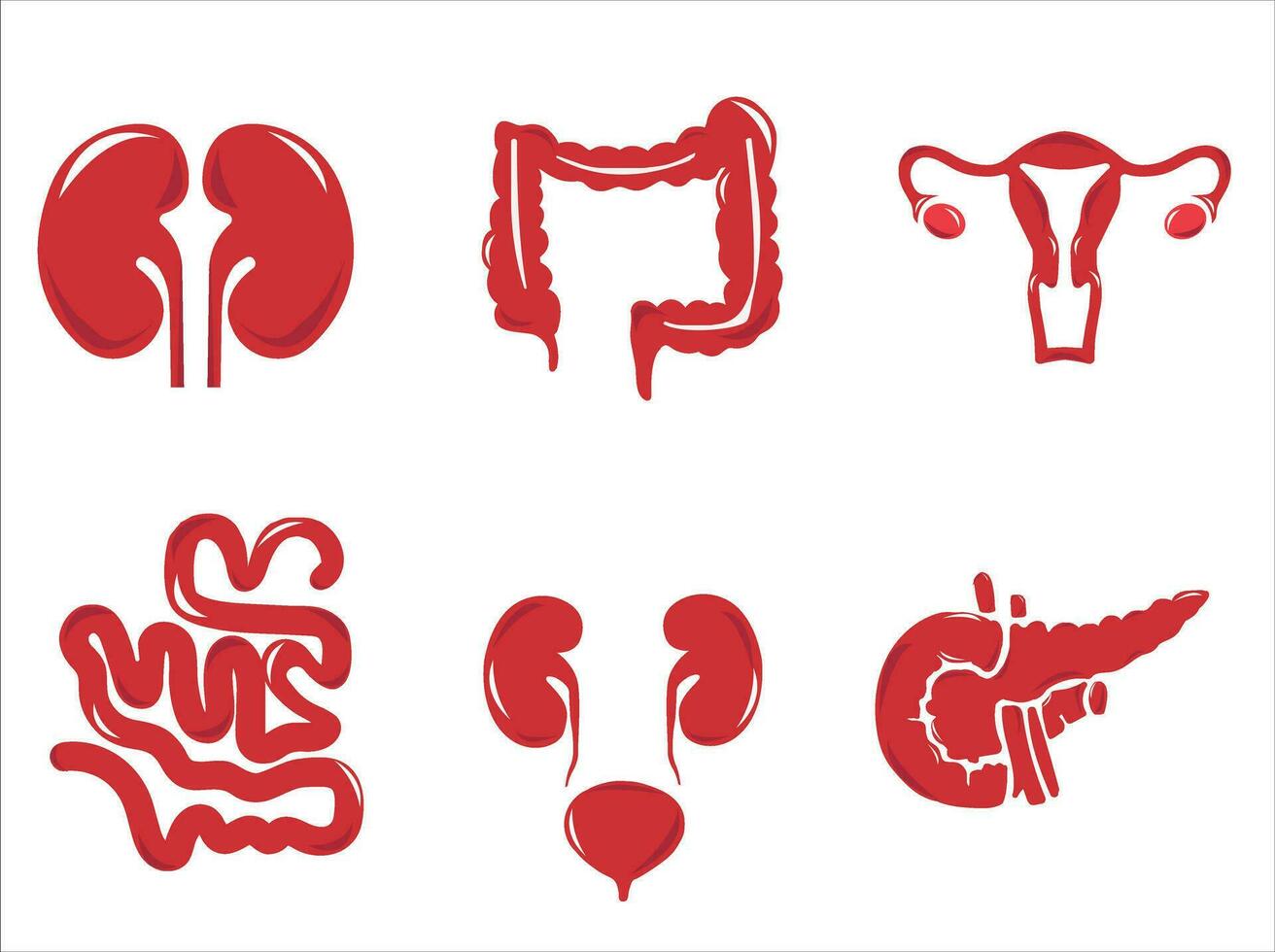 Humain interne organes. vecteur esquisser isolé illustration. main tiré griffonnage anatomie symboles ensemble.