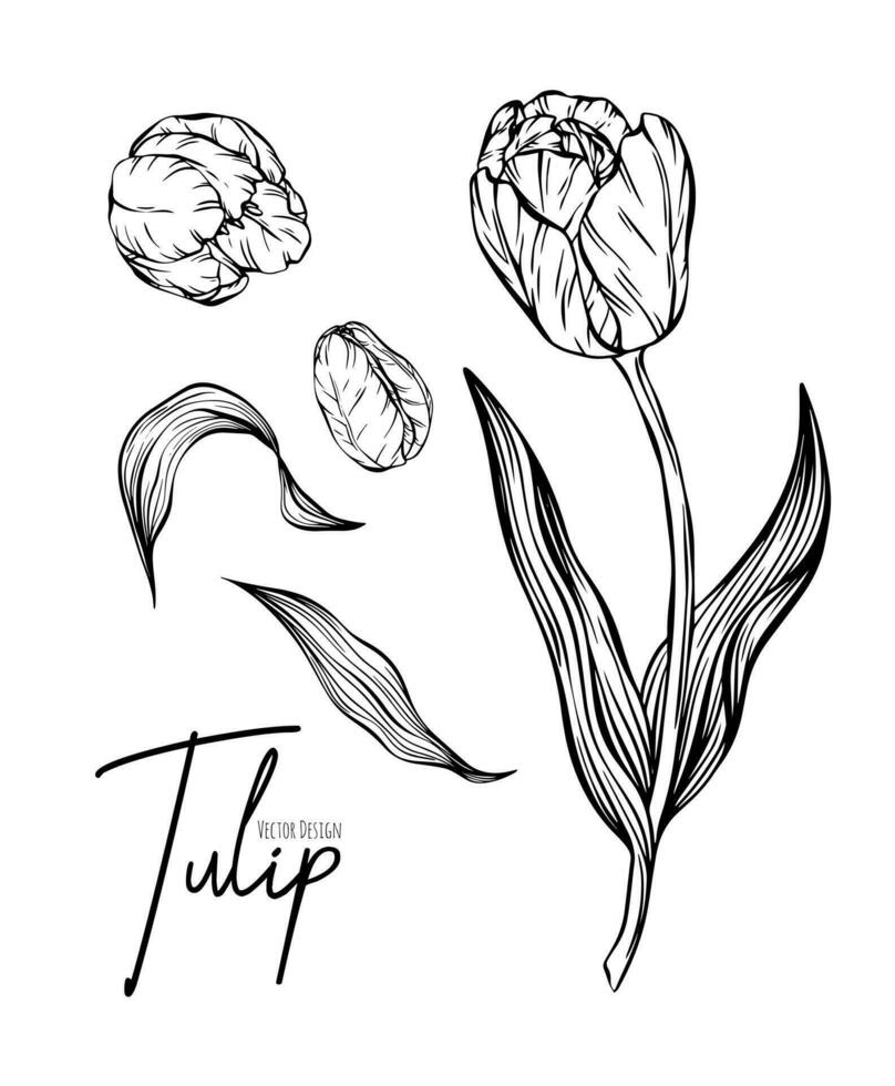 botanique ensemble ligne illustration de tulipe fleurs pour mariage invitation et cartes, logo conception, la toile, social médias et affiche, modèle, publicité, beauté et cosmétique industrie. vecteur