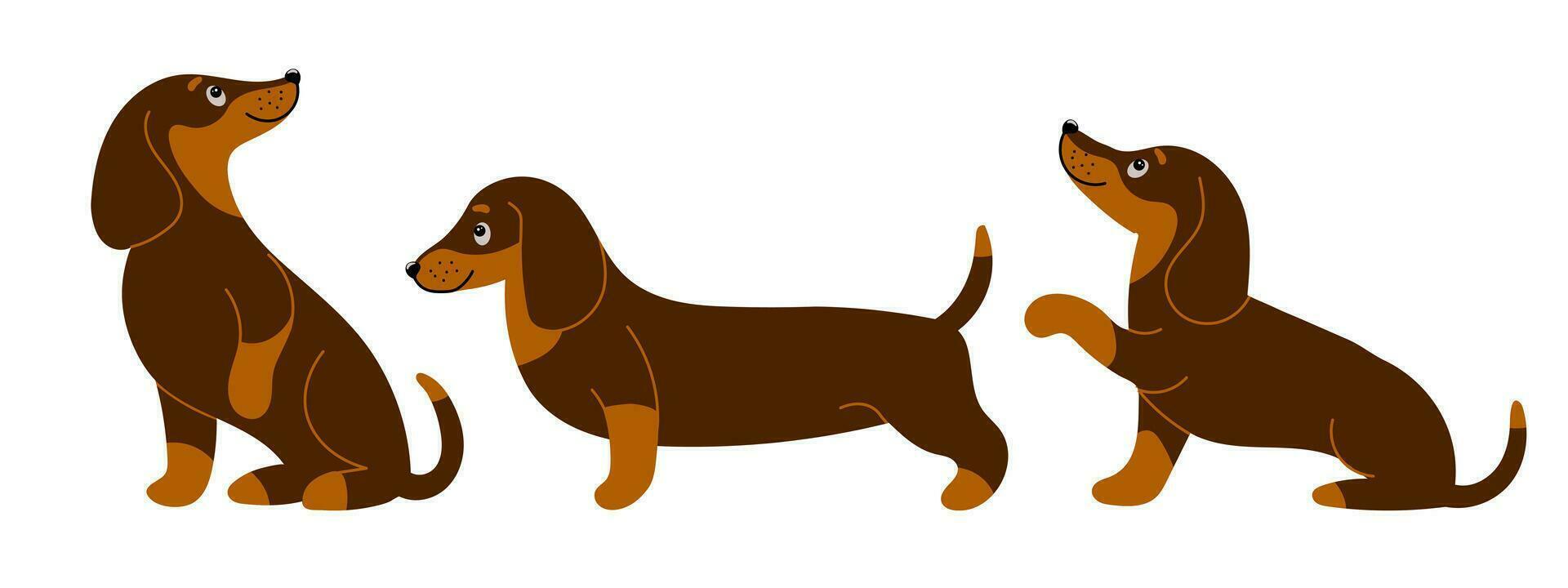 ensemble de mignonne de race teckel chiens dans différent pose. dessin animé style illustration, vecteur
