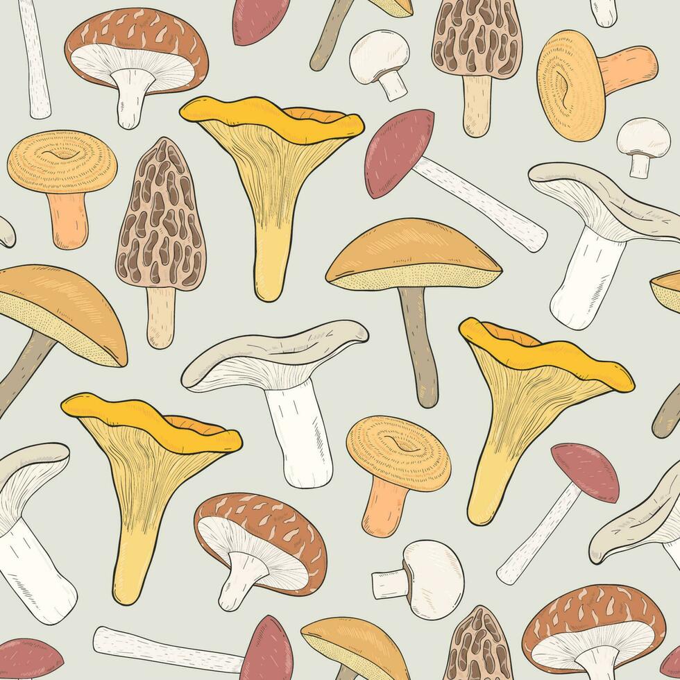 comestible champignons sans couture modèle. main tiré champignons. bouleau bolet, les idiots, brun, champignon, shiitake, chanterelle, ridé. coloré vecteur illustration.