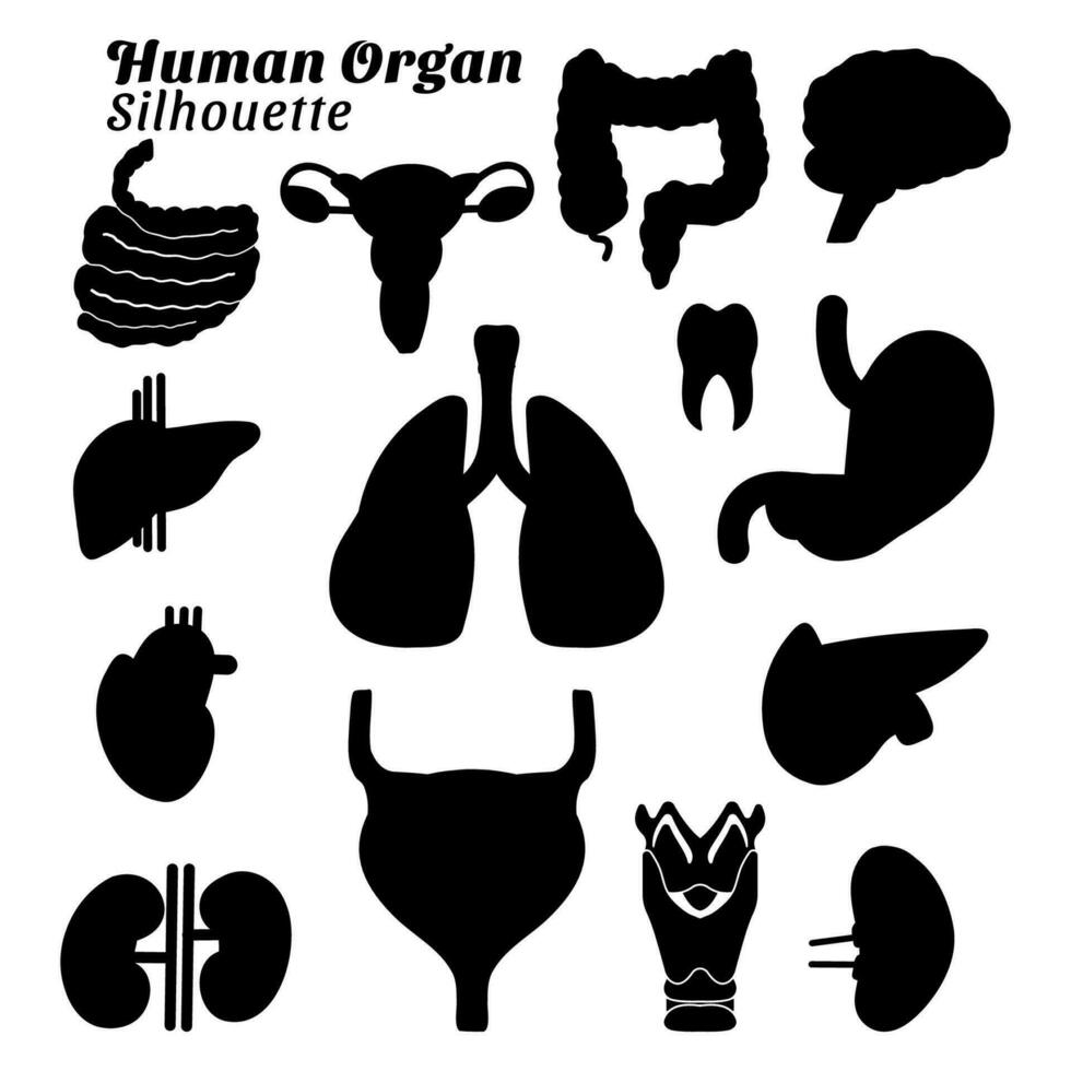 collection de silhouette des illustrations de Humain organe vecteur