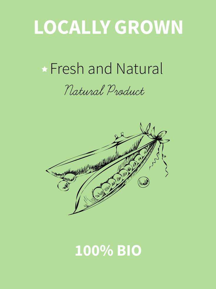croquis de dessin de main de vecteur de bannière de plante. produit alimentaire écologique. illustration vectorielle vintage de pois verts.
