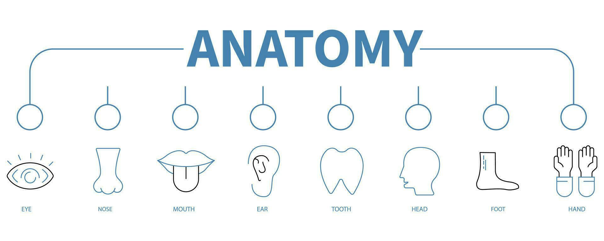 anatomie bannière la toile icône vecteur illustration concept