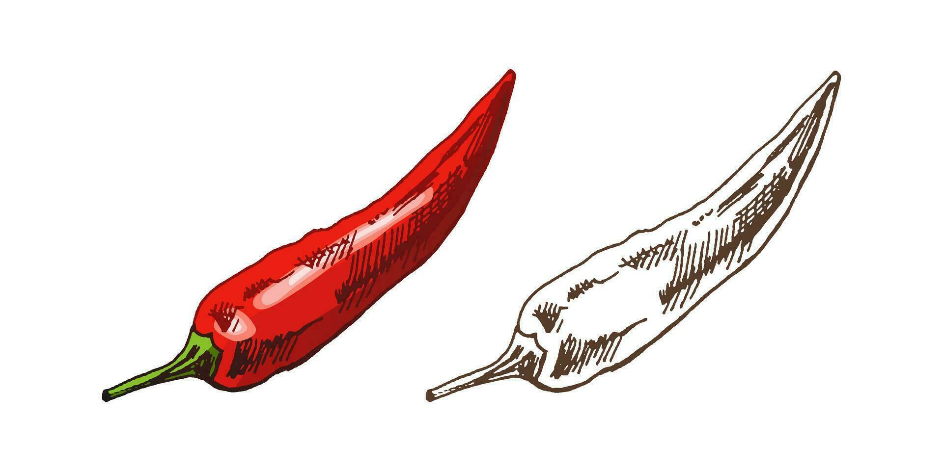 biologique aliments. main tiré rétro style coloré et monochrome vecteur esquisser de Chili poivrons. griffonnage ancien illustration. gravé image.