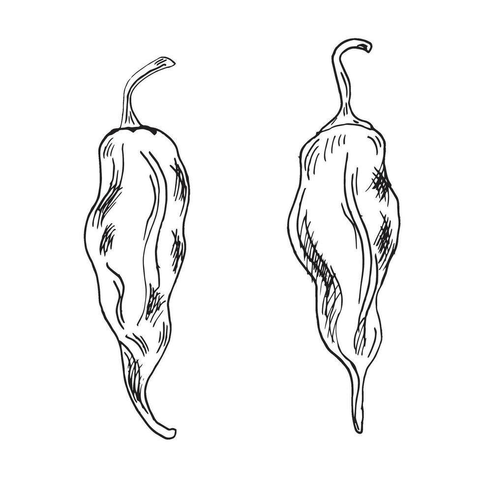 jolokia rouge fantôme chaud poivre vecteur illustration isolé sur blanc Contexte. main tiré encre Trinidad Scorpion chaud poivre. habanero noir blanc graphique. conception élément pour emballage, menu, emballer.