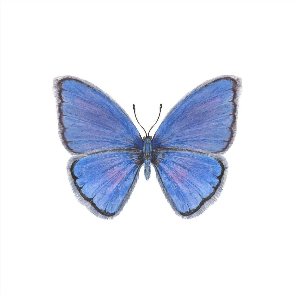 flottant bleu papillon. papillons de cuivre, insecte, lépidoptères. hexapode. main tiré illustration vecteur