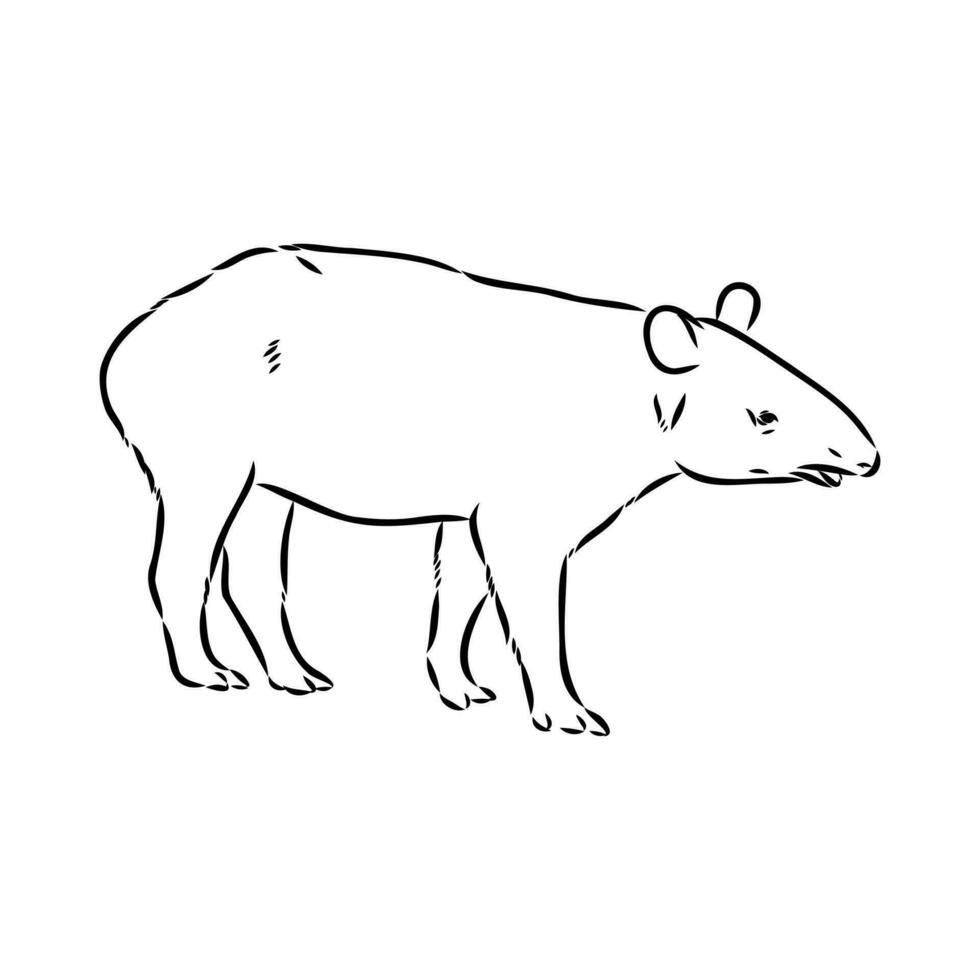 tapir vecteur esquisser