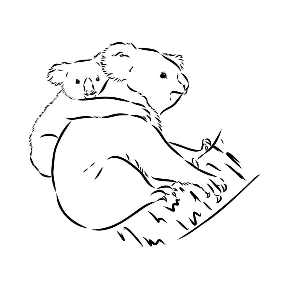 croquis de vecteur de koala