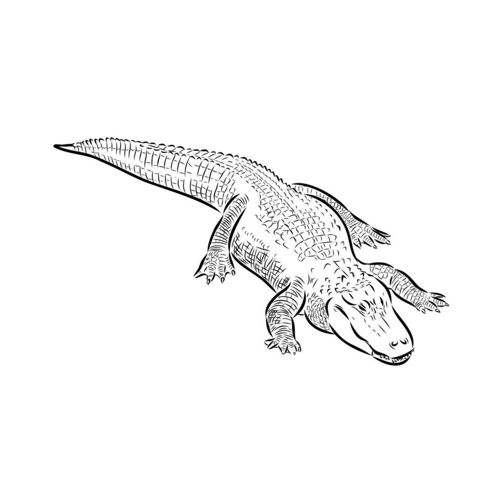 croquis de vecteur de crocodile