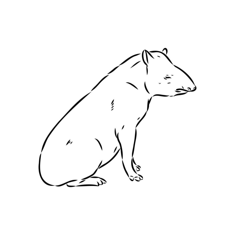 tapir vecteur esquisser
