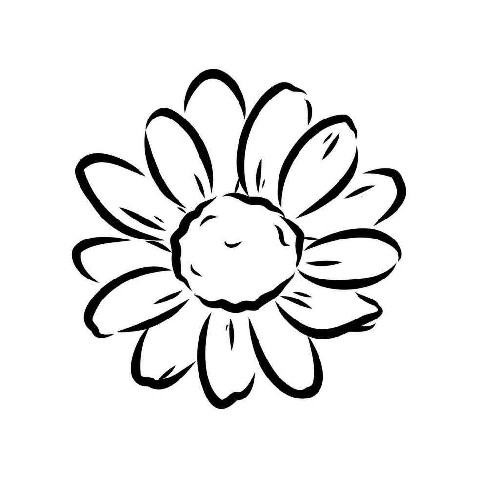 Marguerite fleur vecteur esquisser