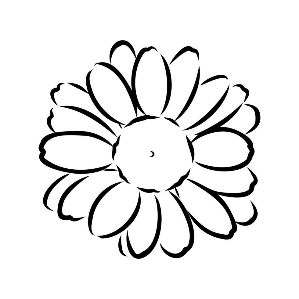 Marguerite fleur vecteur esquisser