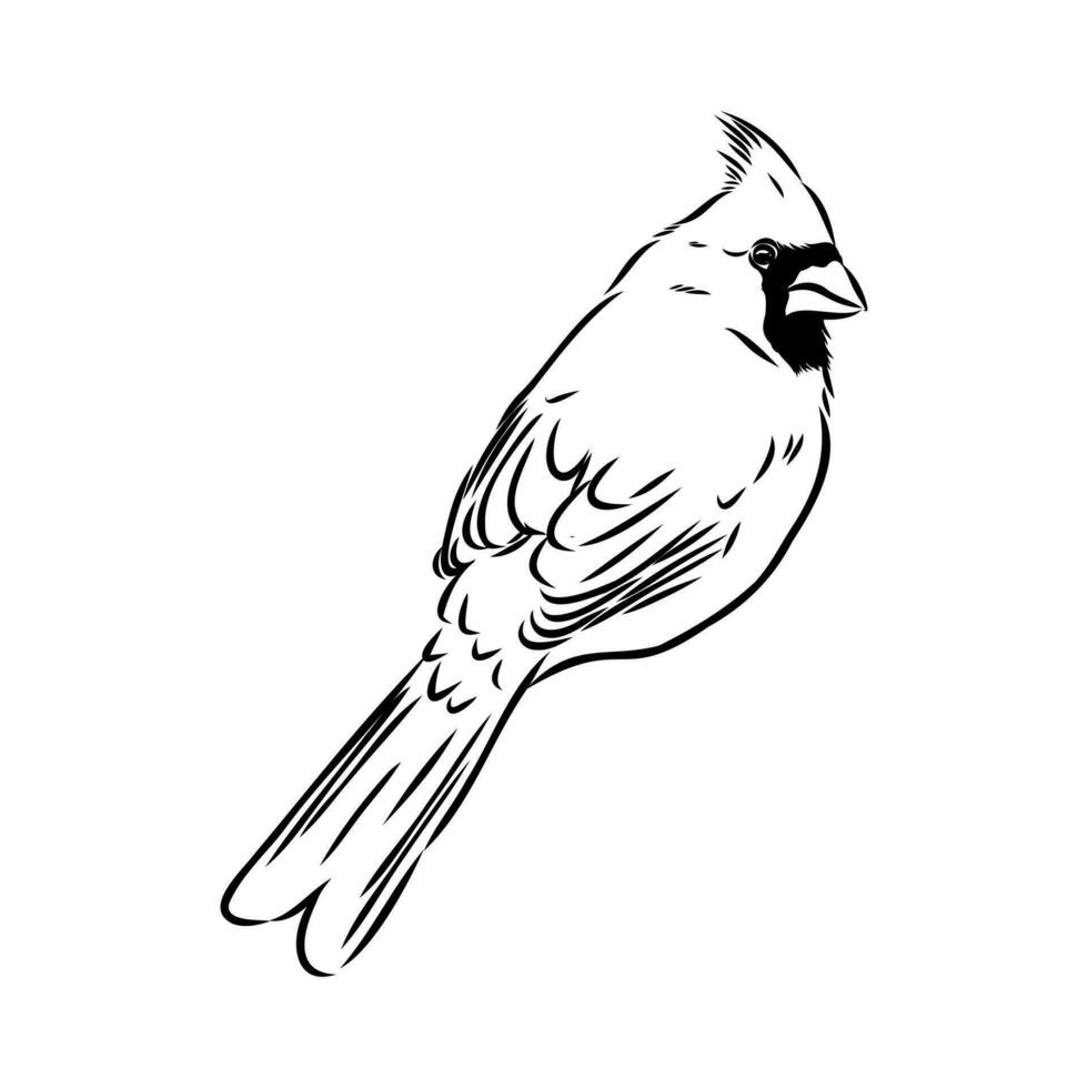 cardinal oiseau vecteur esquisser