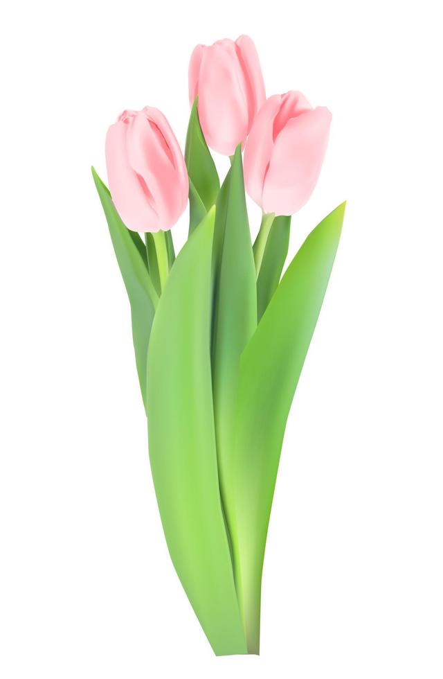 fleur de tulipes réaliste isolé sur fond blanc. illustration vectorielle eps10 vecteur
