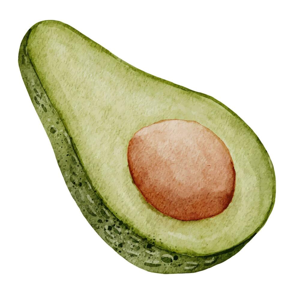 Avocat aquarelle illustration. main tiré agrafe art sur isolé blanc Contexte. dessin de moitié une fruit avec une graine. légume botanique La peinture pour nourriture emballage conception. esquisser de une plante vecteur