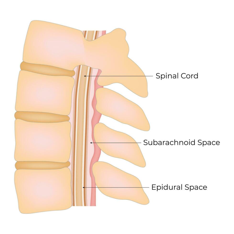 spinal corde péridurale espace science conception vecteur illustration diagramme