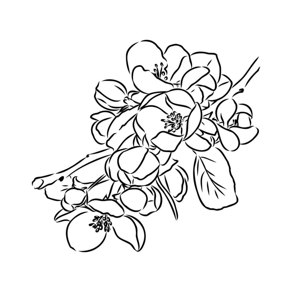 magnolia fleur vecteur esquisser