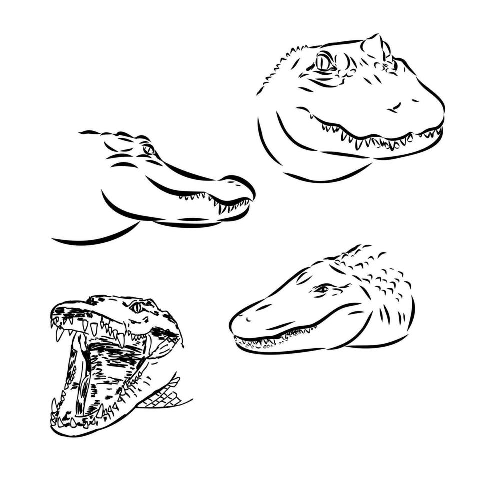 croquis de vecteur de crocodile