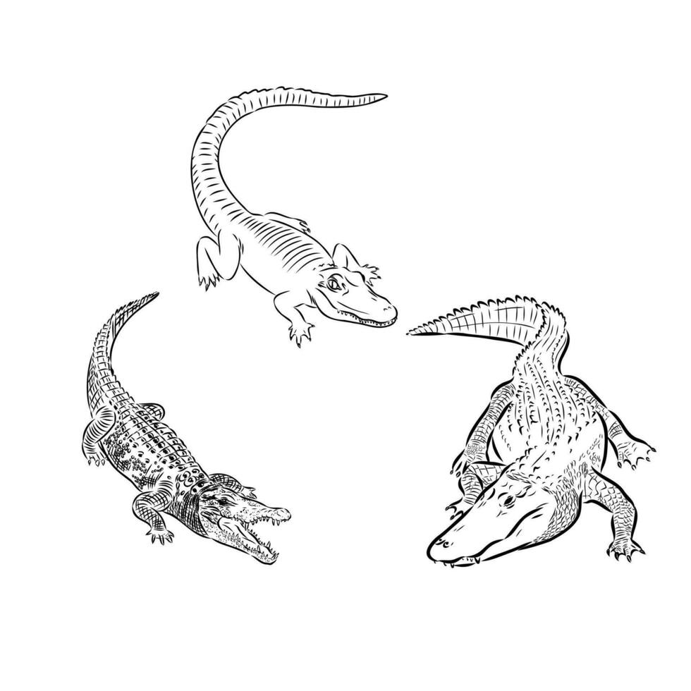 croquis de vecteur de crocodile