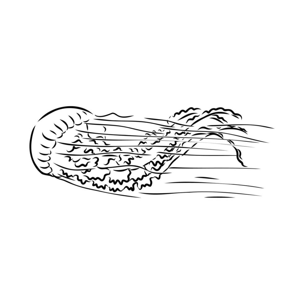 méduse vecteur esquisser