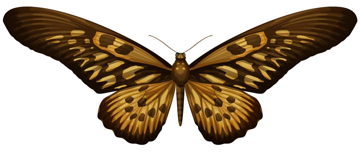Machaon africain géant - Papilio antimachus vecteur