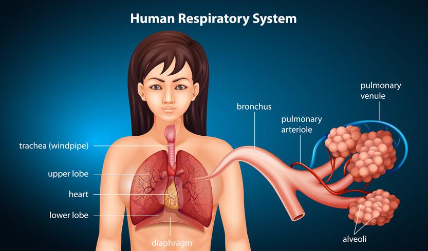 Système respiratoire humain vecteur